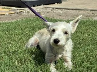 An adult small-sized female White / Cream Schnauzer dog named Dara for adoption in Tulsa, OK