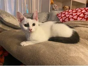 A young small-sized female Domestic Short Hair cat named Brave for adoption in Canton, CT
