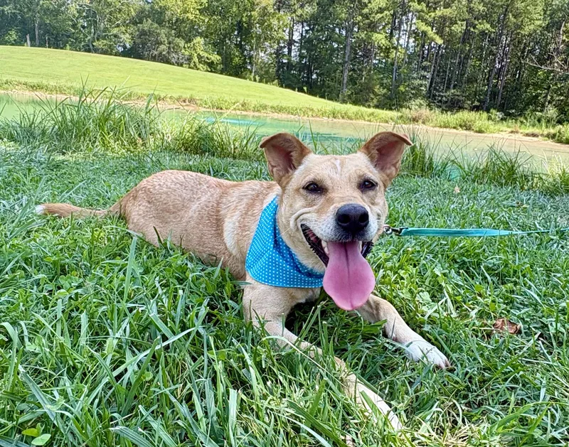 An adult medium-sized female Yellow / Tan / Blond / Fawn Carolina Dog dog named Cookie for adoption in Pittsboro, NC