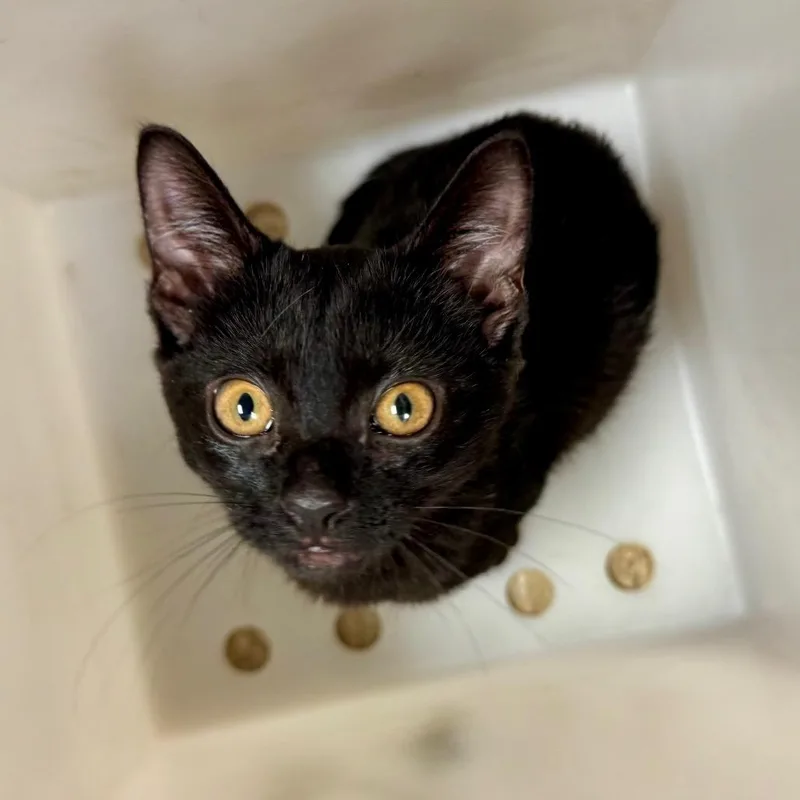 A baby small-sized female Black Domestic Short Hair cat named Toothless for adoption in Birmingham, AL