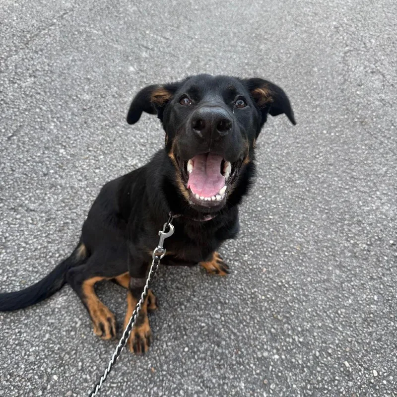 A young large-sized female Black Mixed Breed dog named Gemma for adoption in Jacksonville Beach, FL