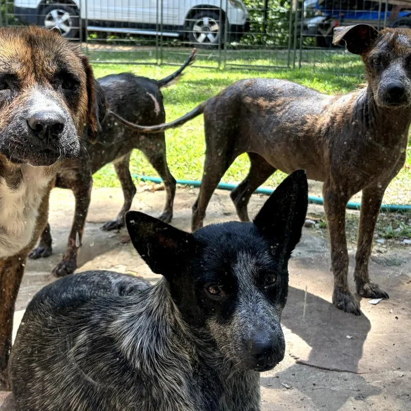 A young medium-sized female Gray / Blue / Silver Australian Cattle Dog / Blue Heeler dog named Mousie for adoption in Wheeling, IL