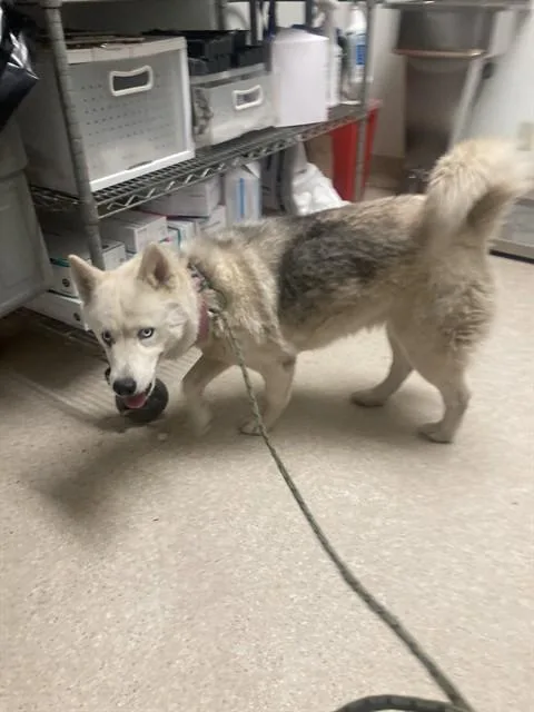 An adult large-sized female Siberian Husky dog named Lexi for adoption in Bakersfield, CA