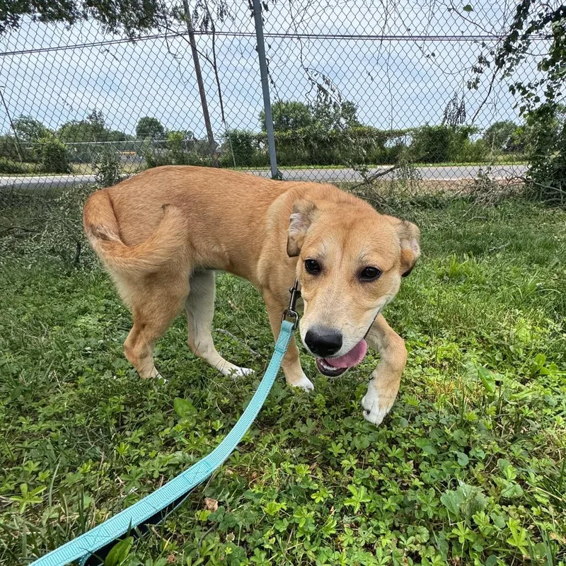 A young medium-sized female Yellow / Tan / Blond / Fawn Mixed Breed dog named Phoebe for adoption in Wilmington, DE