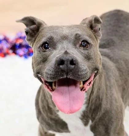 An adult medium-sized female Gray / Blue / Silver Mixed Breed dog named Rosie for adoption in Hamilton, OH