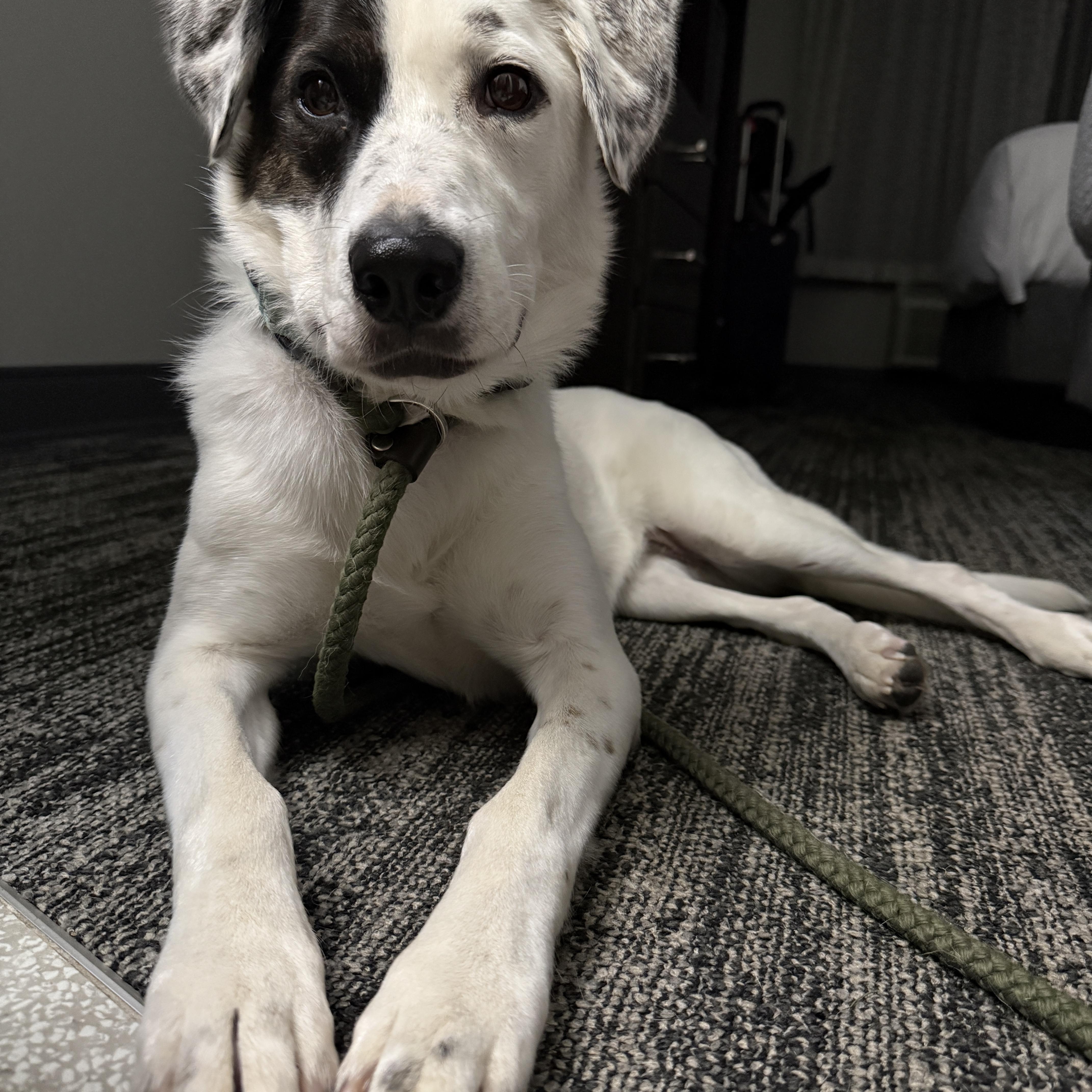 A young medium-sized female Australian Shepherd dog named Mia for adoption in Huntington, NY