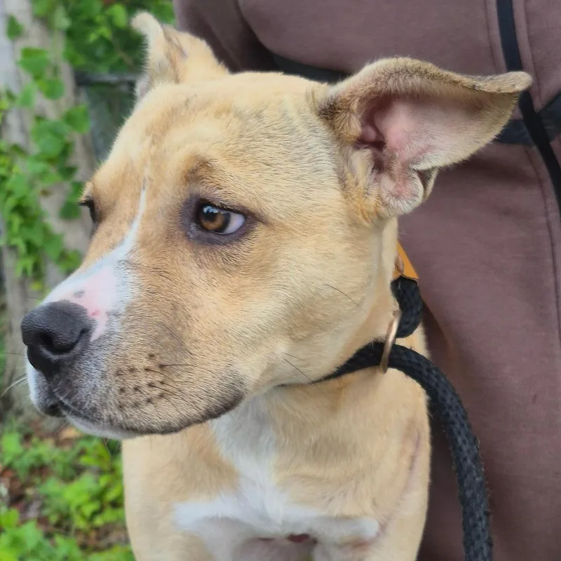 A young small-sized female Yellow / Tan / Blond / Fawn Mixed Breed dog named Geneva for adoption in Columbus, GA