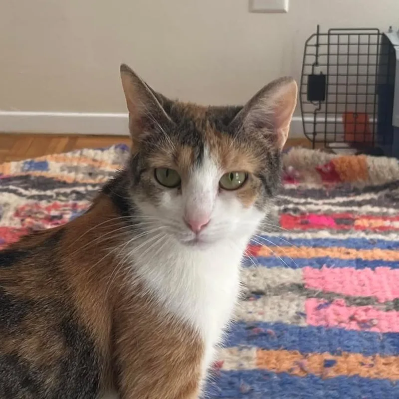 A young medium-sized female Calico Domestic Short Hair cat named Miso for adoption in Forest Hills, NY