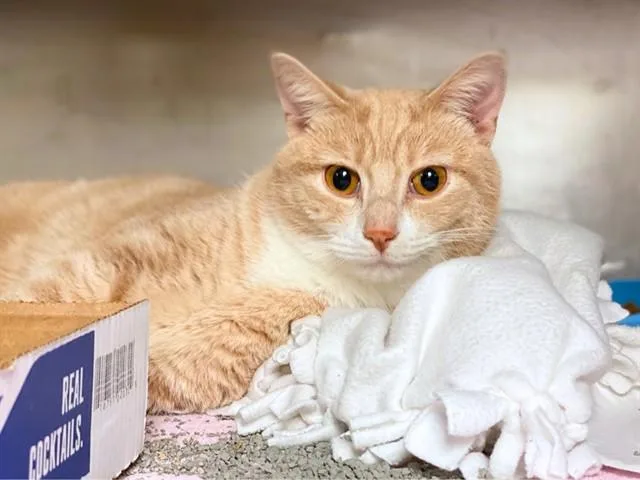 A young small-sized male Domestic Short Hair cat named Johnny Bravo for adoption in Fort Wayne, IN
