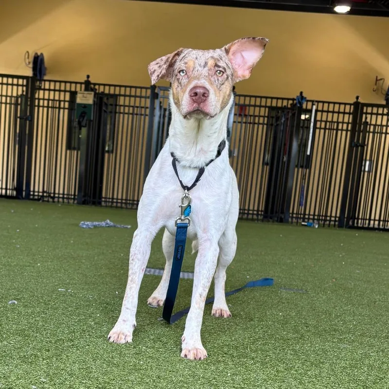 An adult medium-sized male Brown / Chocolate Catahoula Leopard Dog dog named Ares for adoption in West Palm Beach, FL