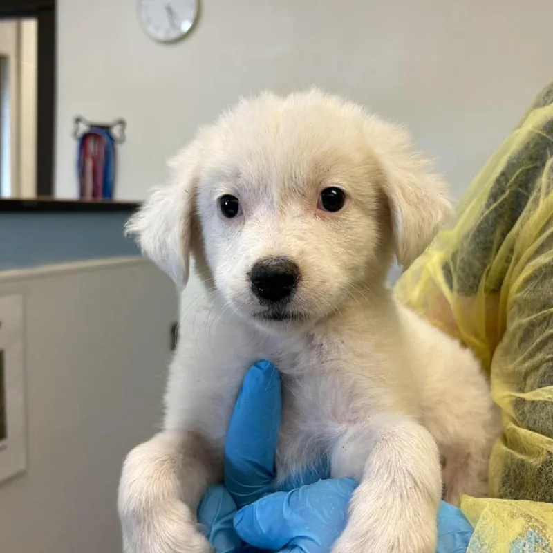 A baby small-sized female White / Cream Anatolian Shepherd dog named Mimi for adoption in Bastrop, TX
