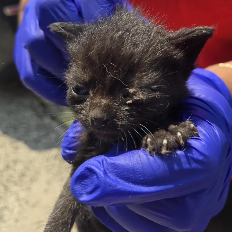 A baby small-sized male Black Domestic Short Hair cat named Jon Snow for adoption in Newark, NJ