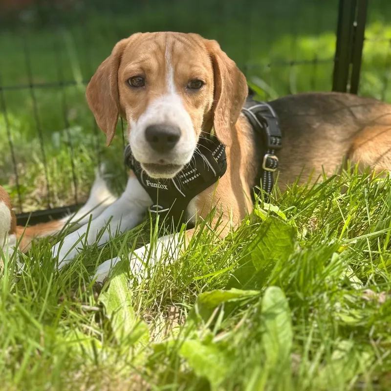 A young small-sized male Tricolor (Brown, Black, & White) Beagle dog named Gus for adoption in Portland, OR