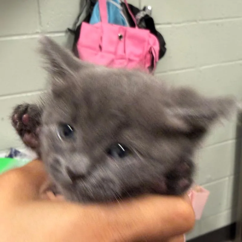 A baby small-sized female Gray / Blue / Silver Domestic Medium Hair cat named Sandra de Fluff for adoption in Waldorf, MD