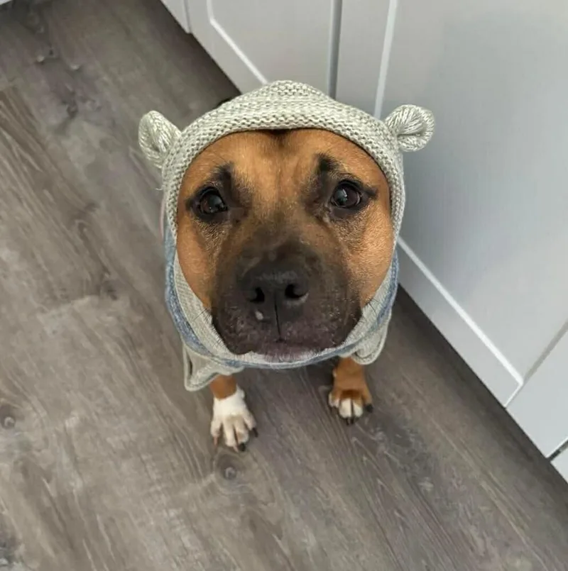 An adult medium-sized female American Staffordshire Terrier dog named Chanel for adoption in Long Island City, NY