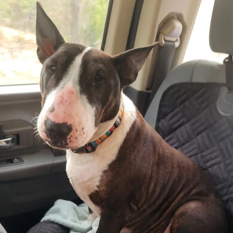 Nova