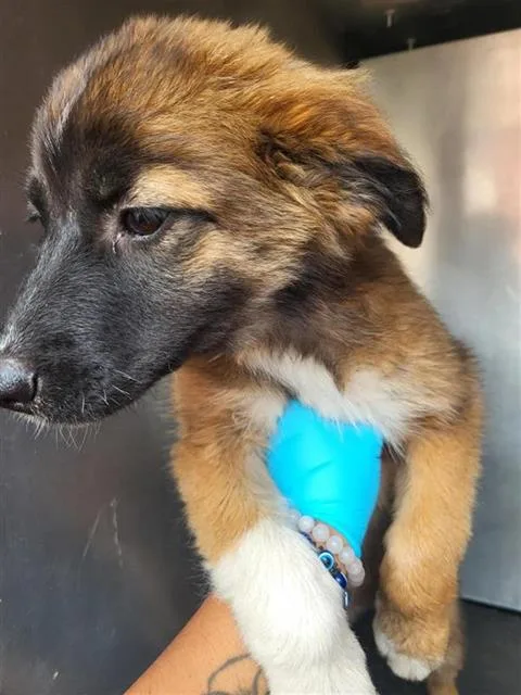 A baby medium-sized female Akita dog named Yuki for adoption in San Antonio, TX