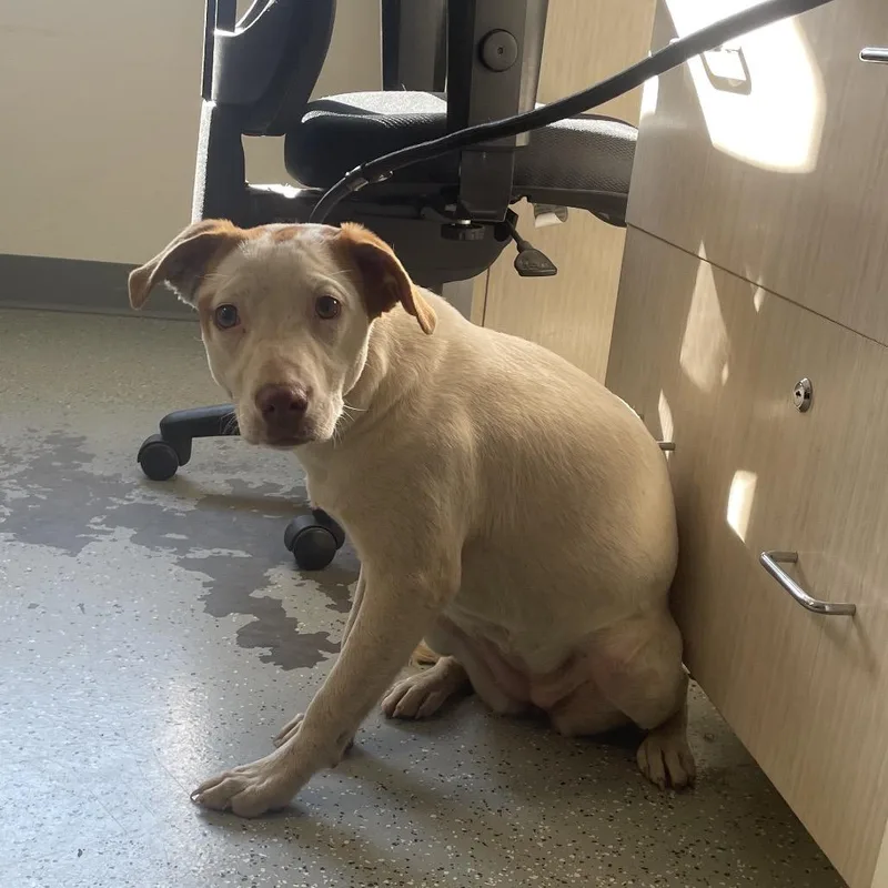 A young medium-sized female White / Cream Terrier dog named Clarice for adoption in Galax, VA