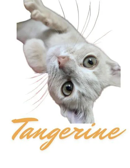A young small-sized male Domestic Short Hair cat named Tangerine for adoption in Columbus, IN