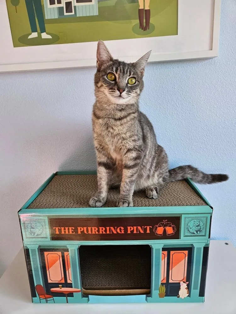 A young medium-sized female Gray & White Domestic Short Hair cat named Tulla for adoption in Vancouver, WA