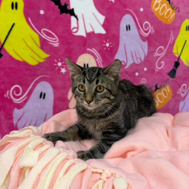 A baby small-sized female Brown / Chocolate Domestic Short Hair cat named Squash for adoption in Deerfield, IL