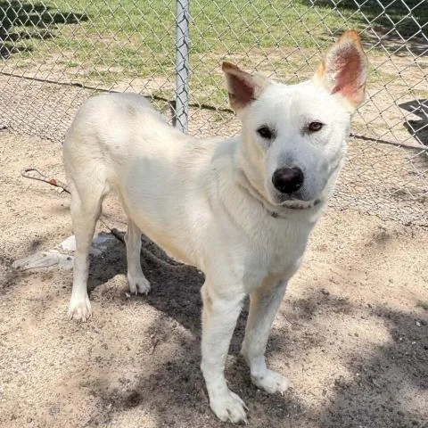 An adult medium-sized male Labrador Retriever dog named Harley for adoption in Conroe, TX