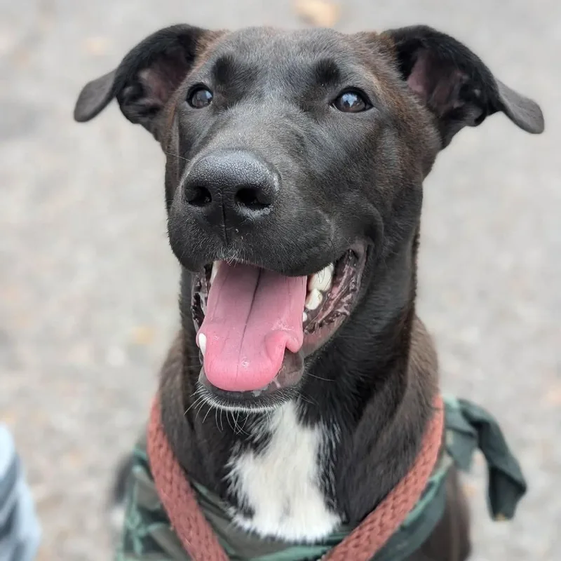 A young small-sized male Black Mixed Breed dog named Bart for adoption in Memphis, TN