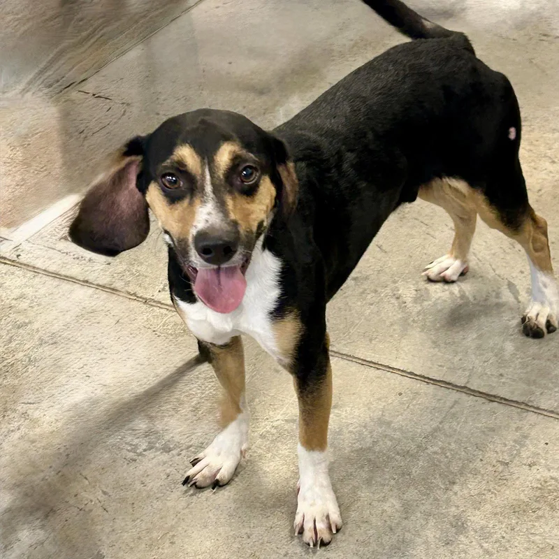A young medium-sized male Beagle dog named Ruger for adoption in Norwood, OH