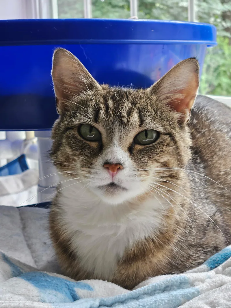 An adult medium-sized female Tabby (Tiger Striped) Domestic Short Hair cat named Josey for adoption in Westbrook, CT
