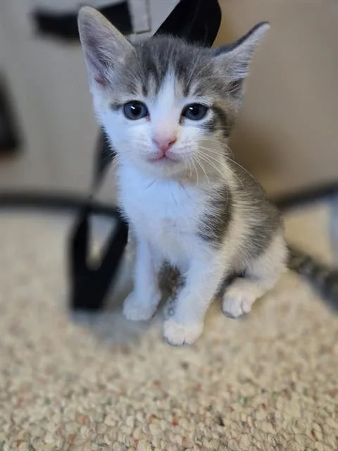 A baby small-sized male Domestic Short Hair cat named Ash for adoption in Kent, WA