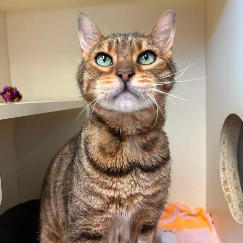 A senior large-sized male Bengal cat named Capone for adoption in Waynesboro, PA