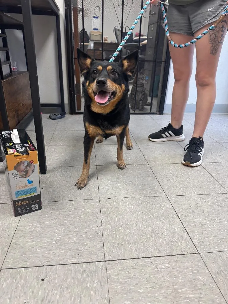 An adult medium-sized female Australian Cattle Dog / Blue Heeler dog named Rug Rat for adoption in Sorrento, LA