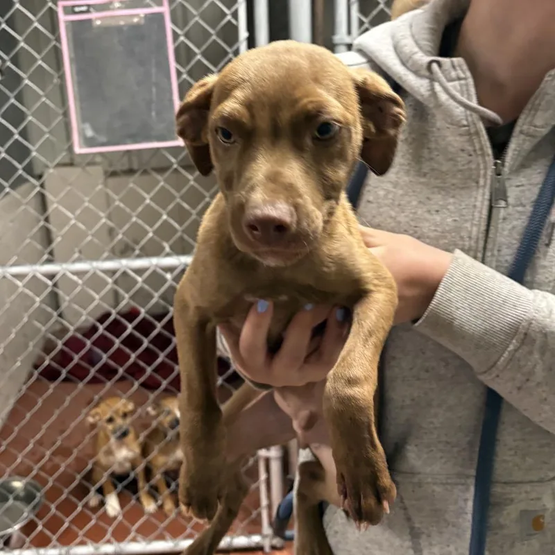A baby small-sized male Yellow / Tan / Blond / Fawn Mixed Breed dog named Fredrick for adoption in Spokane, WA