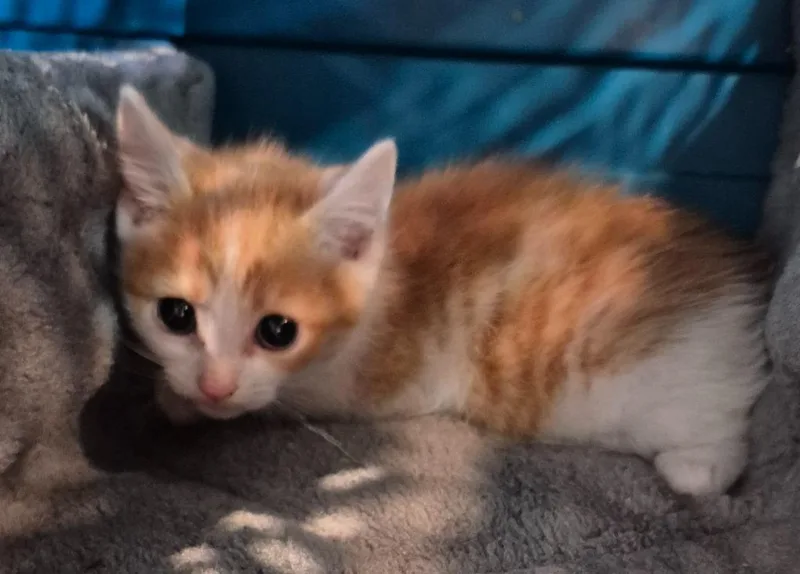 A baby small-sized male Domestic Short Hair cat named Mango for adoption in East Ridge, TN