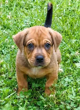 A baby medium-sized male Hound dog named Stockton for adoption in Malvern, PA
