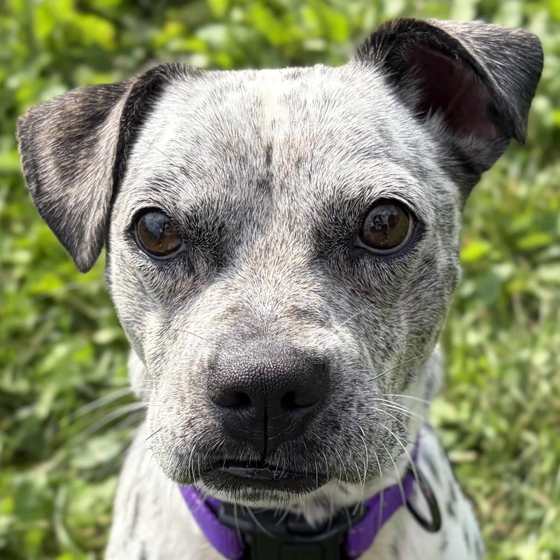 An adult small-sized female Pug dog named Ramona for adoption in Jefferson, WI