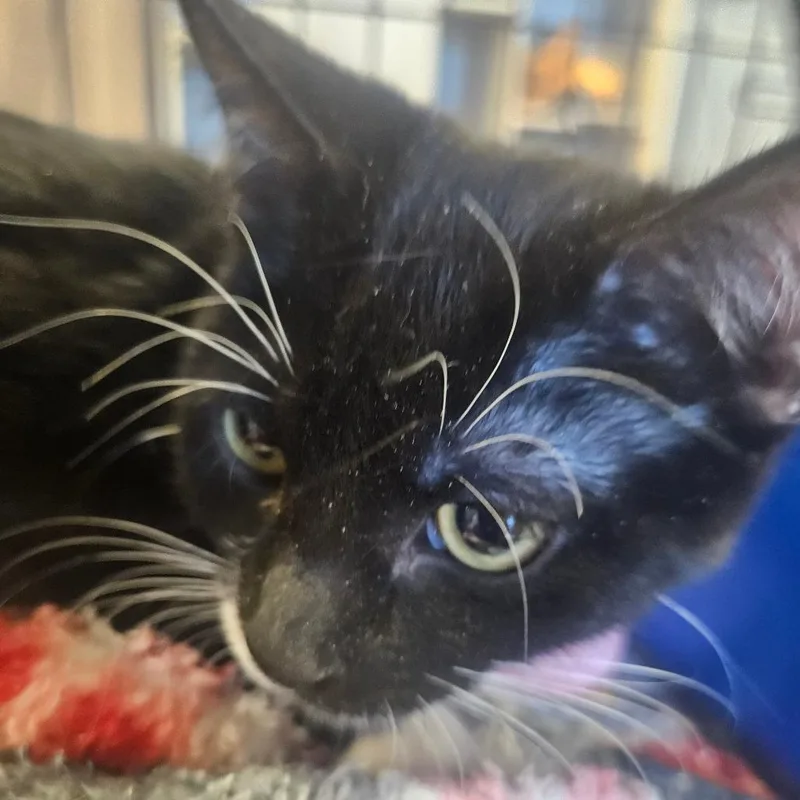 A baby small-sized female Black Domestic Short Hair cat named Magpie for adoption in Grantsville, UT
