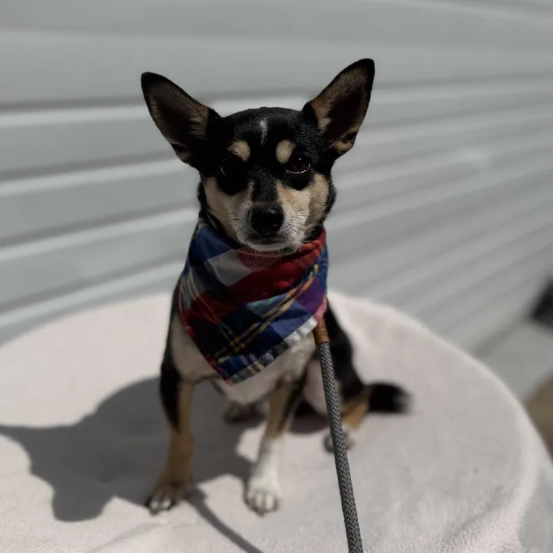 A young small-sized male Black Chihuahua dog named Maxamus for adoption in Newberg, OR