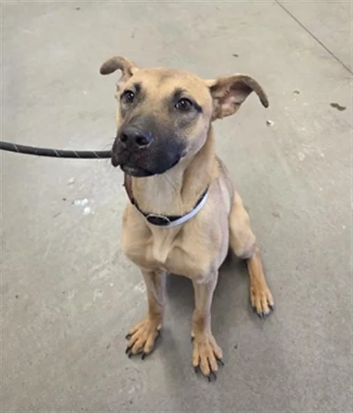 A young large-sized female Black Mouth Cur dog named Fifi for adoption in Phoenix, AZ