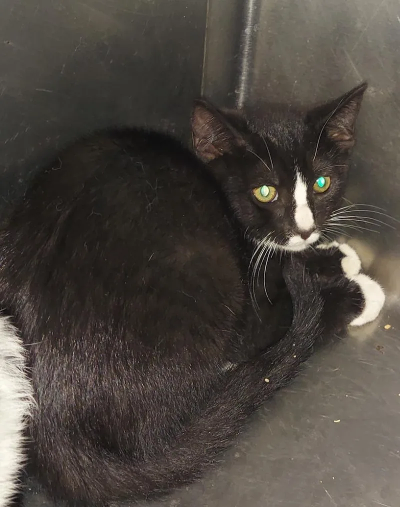 A baby large-sized male Domestic Short Hair cat named Pim for adoption in Cartersville , GA