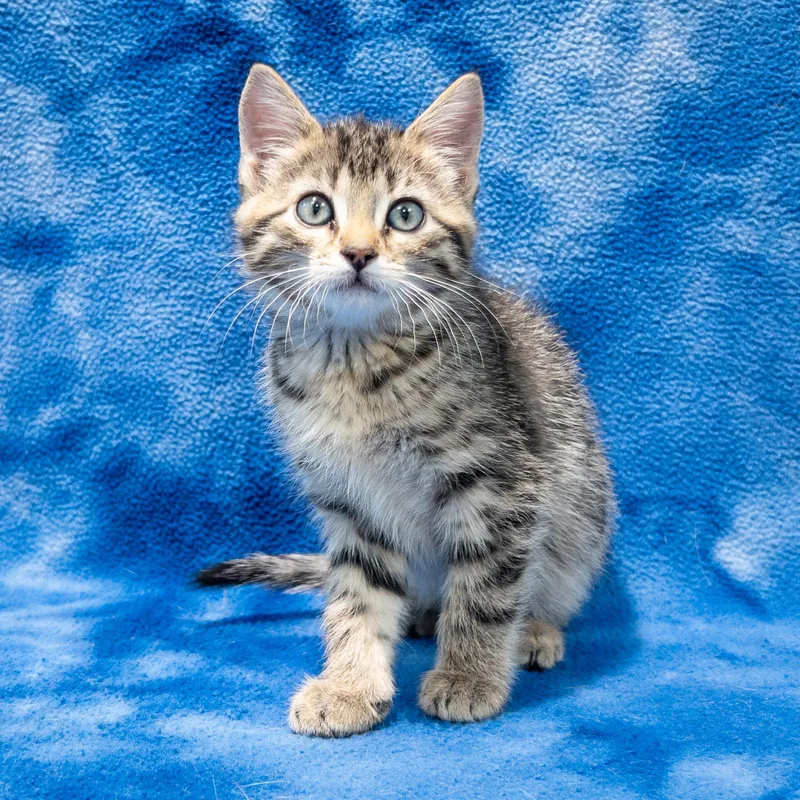 A baby medium-sized male Tabby (Tiger Striped) Domestic Short Hair cat named Zora for adoption in Overland Park, KS