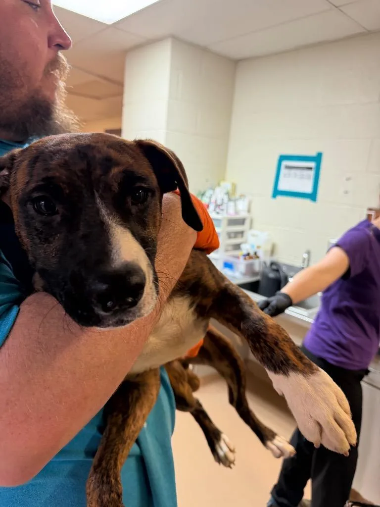 A baby medium-sized male Boxer dog named Gervonta for adoption in Nacogdoches, TX