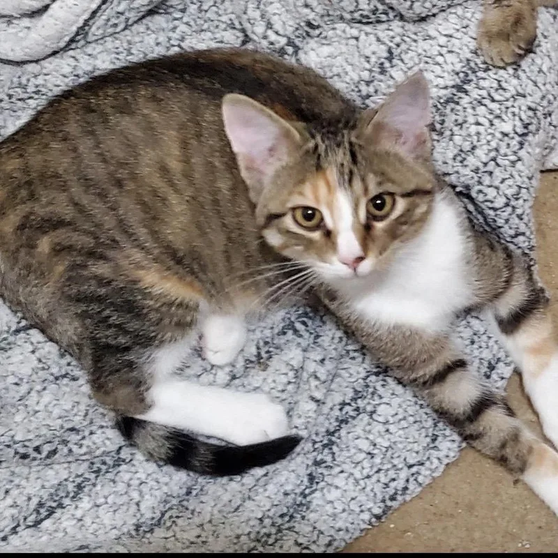 A baby medium-sized female Calico Domestic Short Hair cat named Carolina Reaper for adoption in Columbia, MO