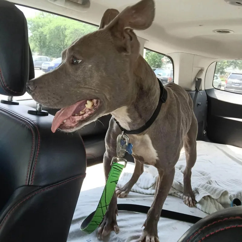 A young medium-sized female Gray / Blue / Silver Staffordshire Bull Terrier dog named Thelma for adoption in Westland, MI