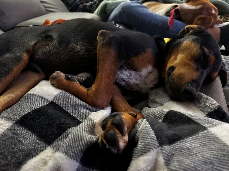 Curt  Local pup thumbnail 3