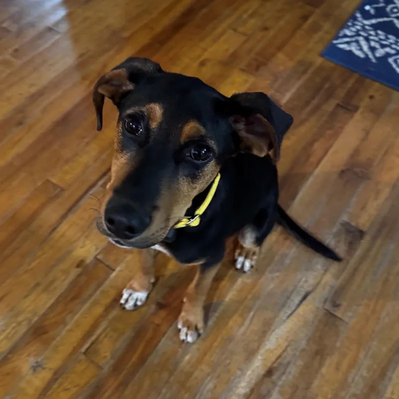 Curt  Local pup thumbnail 4