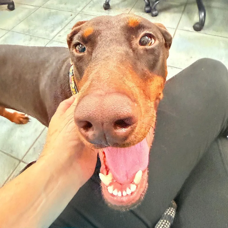 A young medium-sized female Doberman Pinscher dog named Kali for adoption in Oakland Park, FL