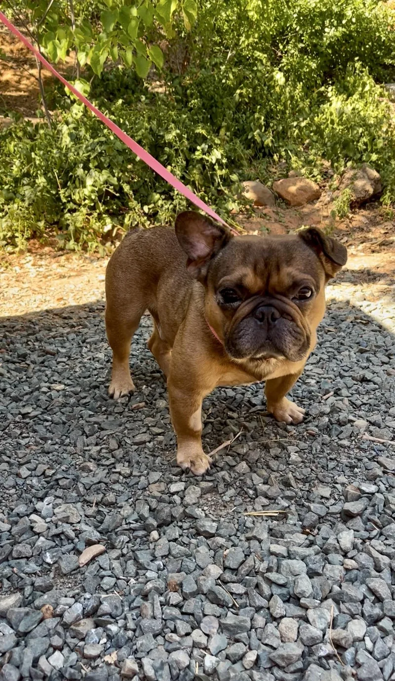 An adult small-sized male Brown / Chocolate French Bulldog dog named Bear for adoption in Yuba city, CA