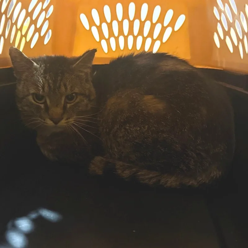 An adult large-sized male Brown / Chocolate Domestic Short Hair cat named Beef for adoption in Charlottesville, VA