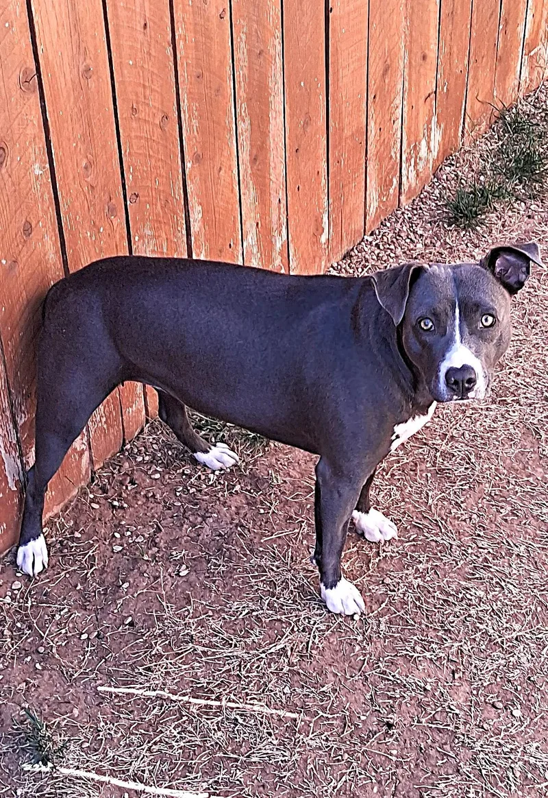 A young medium-sized female Pit Bull Terrier dog named Cs Sweetie for adoption in Vancouver, WA